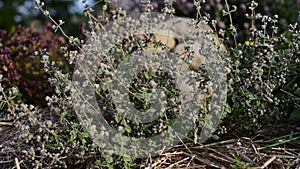 Medicinal herb - Origanum majorana, marjora, majorana