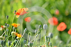 Medicinal herb and poppy photo