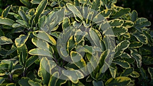 Medicinal herb - Salvia officinalis, variety Aurea, golden sage