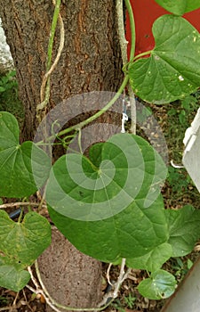 Medicinal herb Tinospora cordifolia  or giloy plant