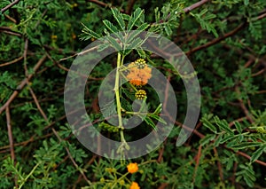 Medicinal herb Vachellia nilotica or gum arabic tree or or babul yellow flower and leav