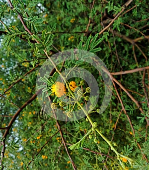 Medicinal herb Vachellia nilotica or gum arabic treeor or babul  flower and leaves