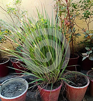 Medicinal herbal Cymbopogon citratus or lemon grass plant