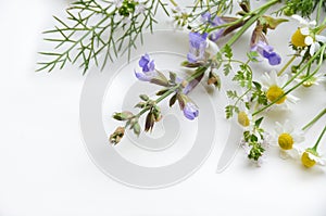 Medicinal herbal flowers photo