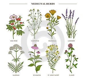 Medicinal herbs.