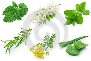 Medicinal herbs