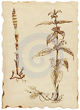 Medicinal herbs