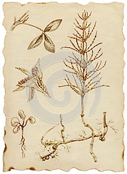 Medicinal herbs