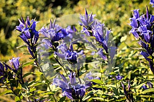 Medicinal herbs: Blue flowers of willow gentian