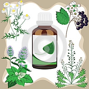 Medicinal herbs with bottle, vector illustration