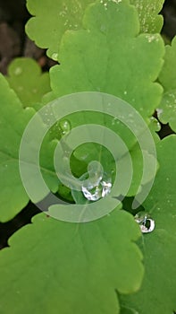 Medicinal herbs celandine