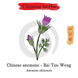 Medicinal herbs of China. Anemone chinensis