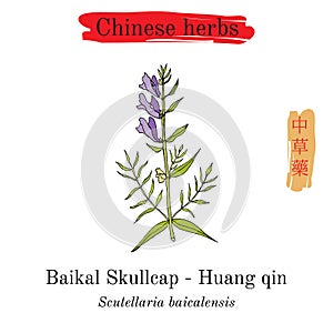 Medicinal herbs of China. Baikal skullcap scutellaria baicalensis photo