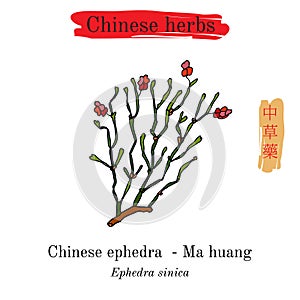 Medicinal herbs of China. Ephedra sinica