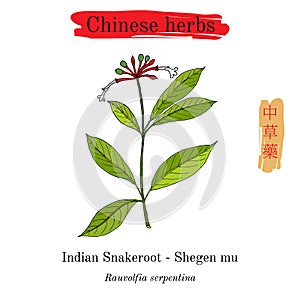 Medicinal herbs of China. Indian snakeroot Rauwolfia serpentina