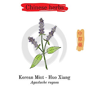 Medicinal herbs of China. Korean mint