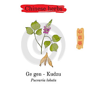 Medicinal herbs of China. Kudzu pueraria montana