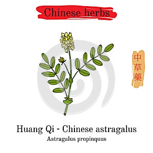 Medicinal herbs of China. Milkvetch, Chinese astragalus