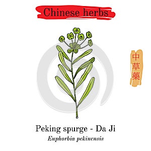 Medicinal herbs of China. Peking spurge