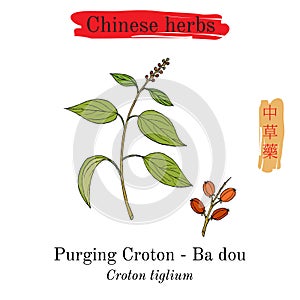Medicinal herbs of China. Purging Croton