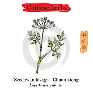 Medicinal herbs of China. Szechwan lovage