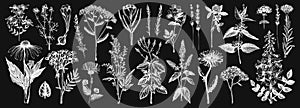 Medicinal herbs collection on chalkboard. Vector set of hand drawn  herbs, weeds and meadows. Vintage plants with insects