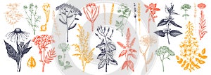 Medicinal herbs collection. Vector set of hand drawn summer florals, herbs, weeds and meadows. Vintage plants with insects