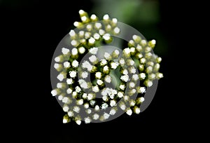 Medicinal herbs: Flowers common yarrow