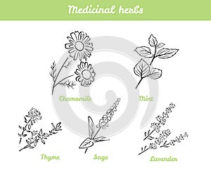 Medicinal herbs and flowers set. Black and white vector illustration isolated. Outline of chamomile, sage, mint, lavender and thym