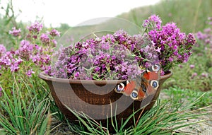 Medicinal herbs. Fresh thyme in a bowl on a flowering field. Bright red peacock butterfly on purple thyme flowers. harvesting herb