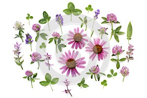 Medicinal  herbs. Herbal tea. Flat lay, top view. Echinacea. Composition of plants and flowers on a white background photo