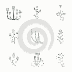 Medicinal herbs icons set