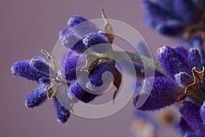 Medicinal herbs - lavender; Lavandula angustifolia