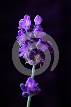 Medicinal herbs - lavender Lavandula angustifolia.