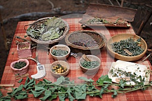 Medicinal herbs photo