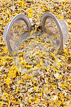 Medicinal herbs perfect for flu - white background.