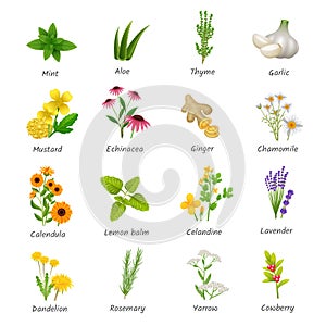 Medicinal Herbs Plants Flat Icons Set