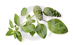 Medicinal herbs and plants. Medicine herb. Herbal ingredient with healthy medical plant. Green leaf, alternative drug. Natural