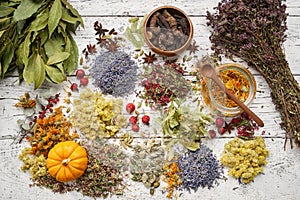 Medicinal herbs, plants, roots, ingredients for making of herbal medicine drugs, tea or infusion. Top view, flat lay