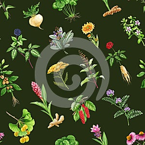 Medicinal herbs and plants seamless pattern. Watercolor illustration. Hand drawn medical herb seamless pattern. Ginseng