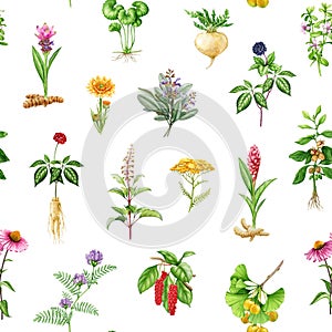 Medicinal herbs and plants seamless pattern. Watercolor illustration. Hand drawn medical herb seamless pattern. Ginseng