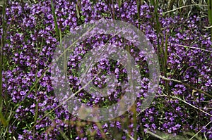 Medicinal herbs: purple flowers of thyme grass under the rays of the sun