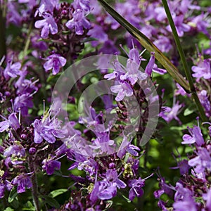 Medicinal herbs: purple flowers of thyme grass under the rays of the sun