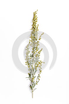 Medicinal herbs, Sagebrush, Artemisia, mugwort on a white background. photo