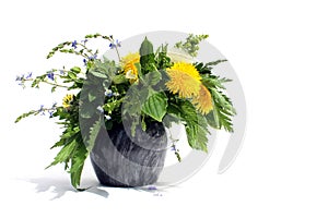 Medicinal herbs stand in mortar on white isolated background