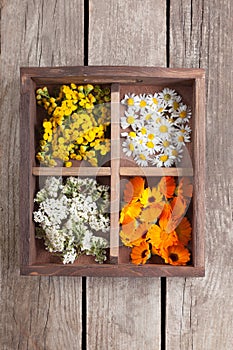 Medicinal herbs tansy daisy calendula yarrow in an old wooden bo