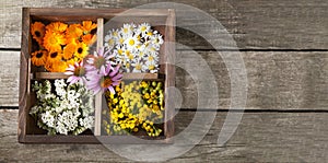 Medicinal herbs tansy daisy calendula yarrow in an old wooden box on the table