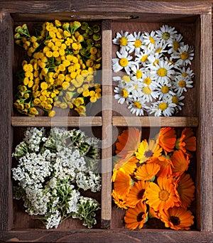 Medicinal herbs tansy daisy calendula yarrow in an old wooden box on the table