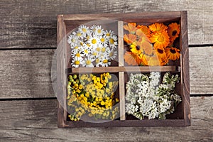 Medicinal herbs tansy daisy calendula yarrow in an old wooden bo