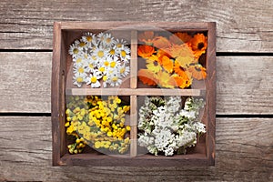 Medicinal herbs tansy daisy calendula yarrow in an old wooden bo